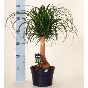 Нолина 60 см.